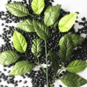 dry black kidney bean - product's photo