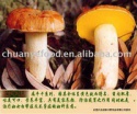 dried boletus luteus - product's photo