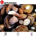 frozen iqf boletus edulis - product's photo