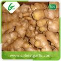 jinxiang luteng trading co., ltd. - product's photo