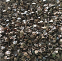 high whole hull rate buckwheat hulls - product's photo