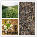 good quality sweet raw buckwheat - product's photo