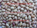 light speckled kidney bean - product's photo