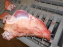 frozen pork whole heads w/o ears - product's photo