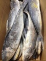 seafrozen fresh mahi mahi from china (coryphaena hippurus ) - product's photo