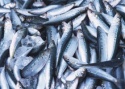 fresh sardine - product's photo