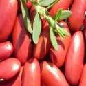 red kidney bean - product's photo