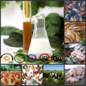 hxy-2s  soya bean lecithin - product's photo