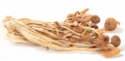 best price agrocybe aegerita extrac - product's photo