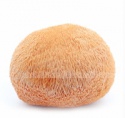 dried bearded tooth mushroom - product's photo