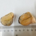 frozen boiled blue mussel meat with haccp certification - product's photo
