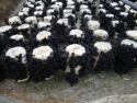  mushroom dried black fungus  - product's photo