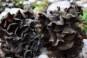 dried ear mushroom - product's photo