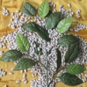 long shape baishake type buy white kidney bean - product's photo