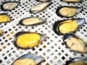frozen cooked half shell mussel - product's photo