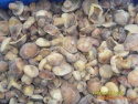 iqf suillus granulatus - product's photo