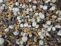 iqf mix mushroom - product's photo