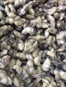frozen oyster meat size 100-200 - product's photo