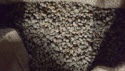 chinese raw green coffee beans,100% arabica type - product's photo