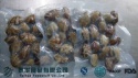 new frozen fresh cooked clam products in high quality - product's photo