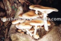 shiitake,maitake,reishi,agaricus powder - product's photo