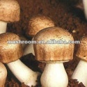 agaricus blazei powder, fangge, own's planting base - product's photo