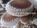 shiitake mushroom - product's photo