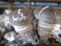 organic shiitake; lentinula edodes, we have shiitake planting base - product's photo