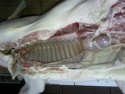 fresh frozen suckling pig - product's photo