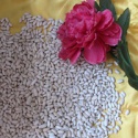 white kidney beans long shape new business names - product's photo