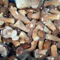 frozen style boletus edulis whole a grade - product's photo