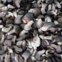 frozne style fresh baby oyster - product's photo