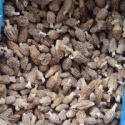 iqf frozen style chinese morel mushroom - product's photo