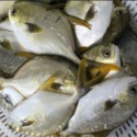 new arrival frozen round golden pomfret - product's photo