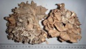 dried maitake mushroom/hui shu hua/grifola frondosa - product's photo