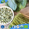 gluten free vegan organic edamame & spinach pasta - product's photo