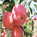 price of apple fruit - product's photo
