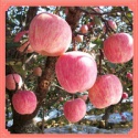fresh red fuji apple - product's photo