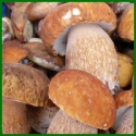 wholesale price wild raw iqf boletus edulis quarter slice - product's photo