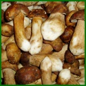 wild raw iqf porcini mushroom quarter slice - product's photo