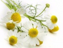 dried chamomile, premium quality dried herbs, health tea ingredients - product's photo