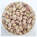 beans legumes exporter - product's photo