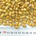 yellow kidney beans  - product's photo